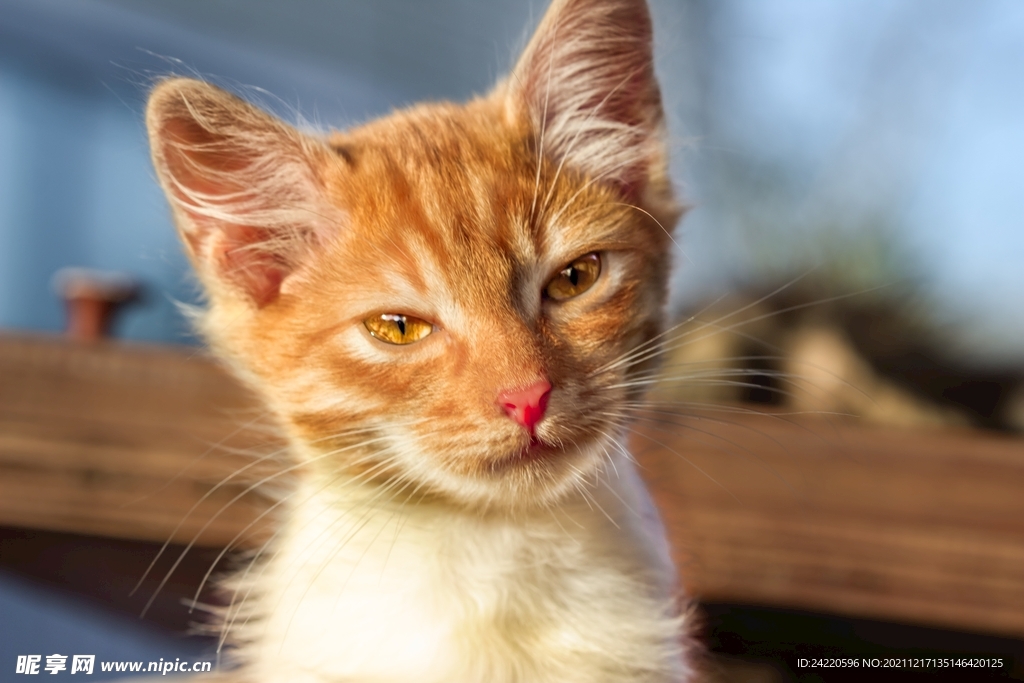 猫