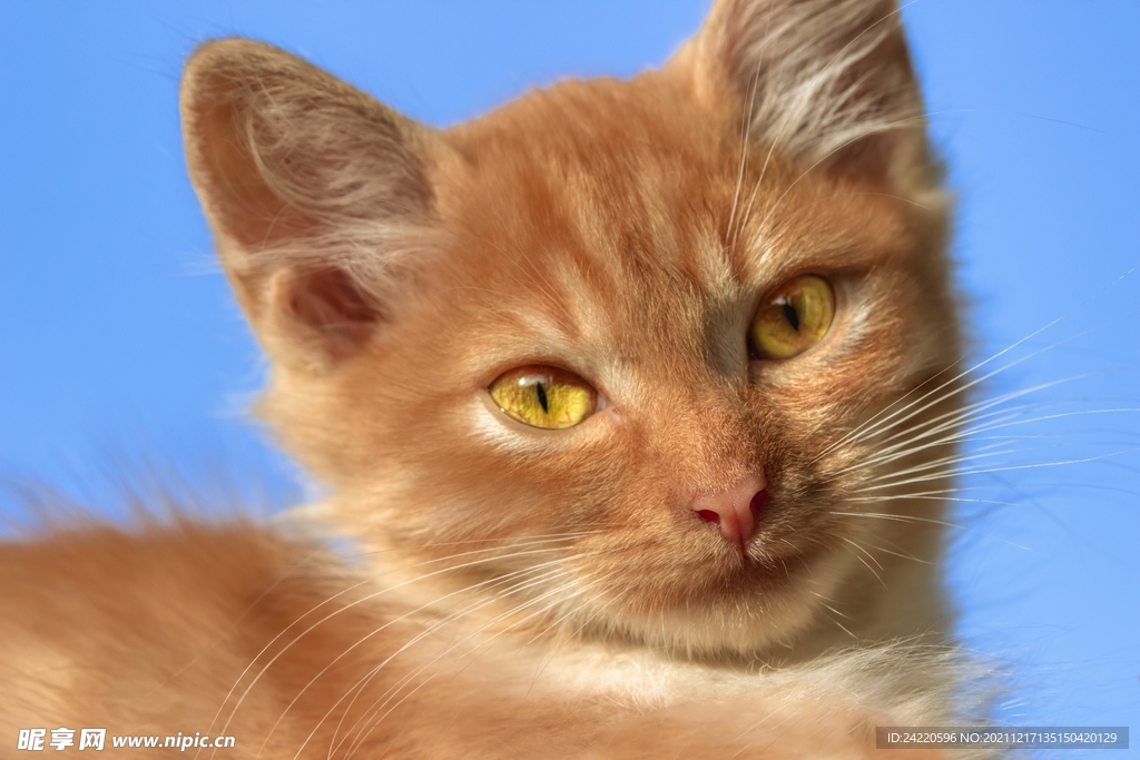 猫