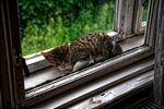 猫