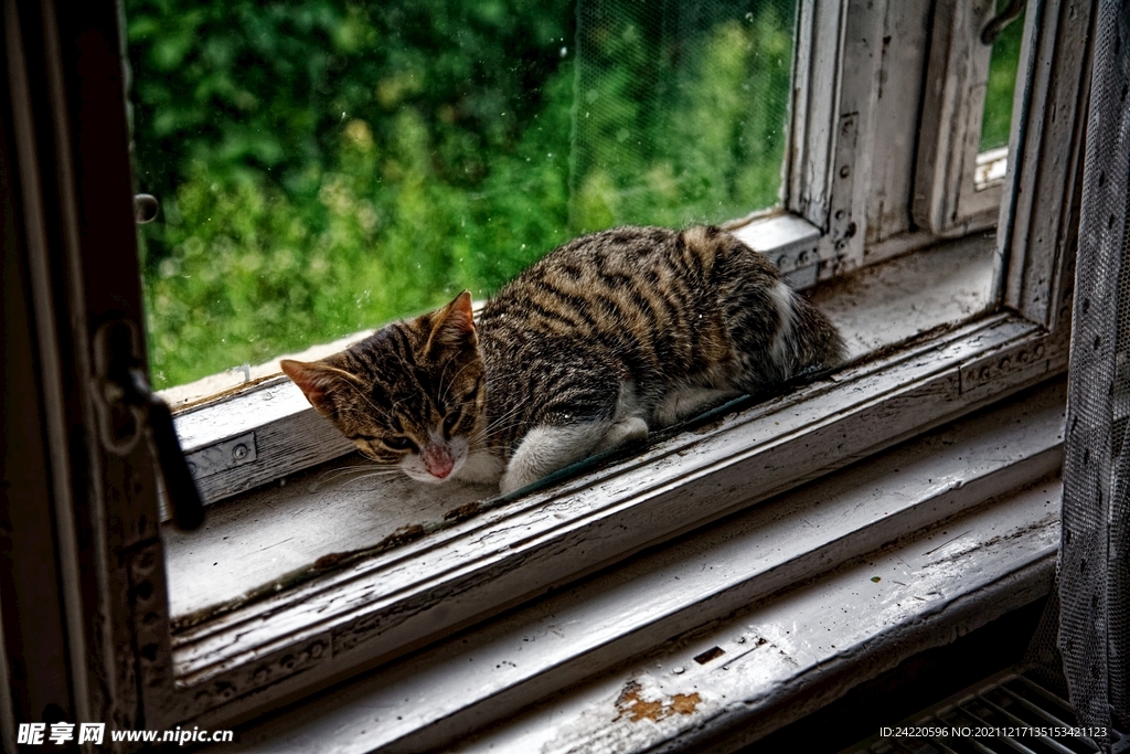 猫