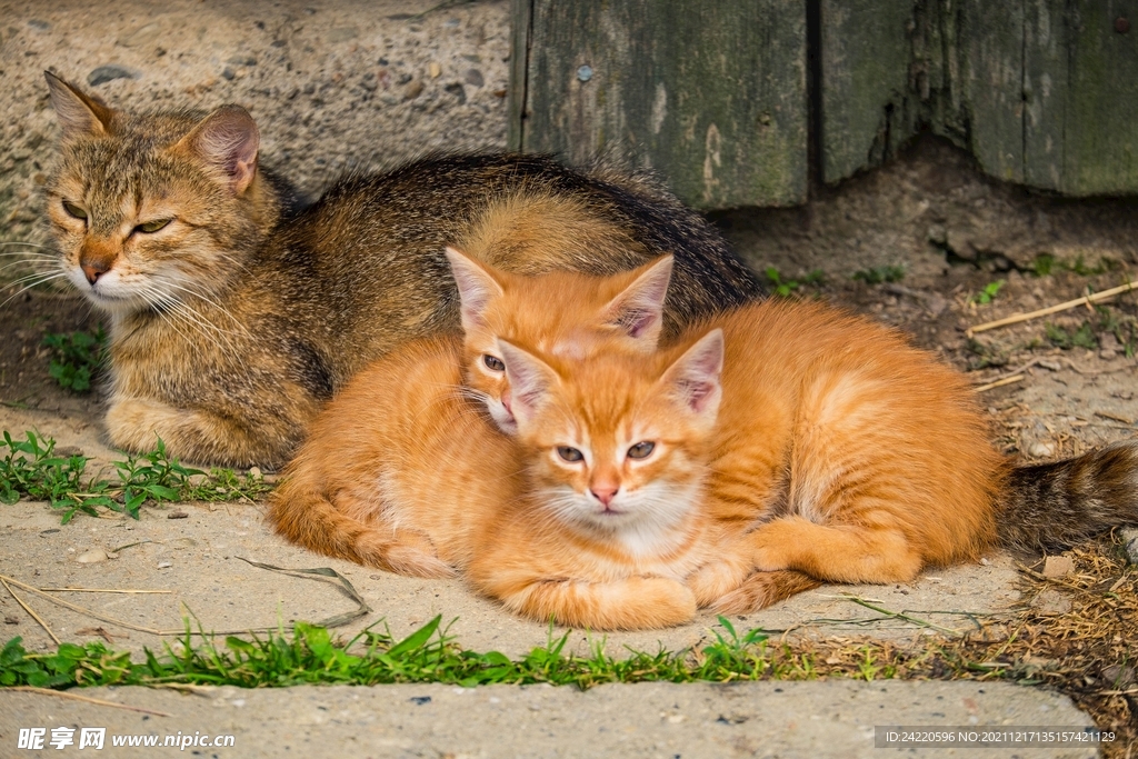 猫
