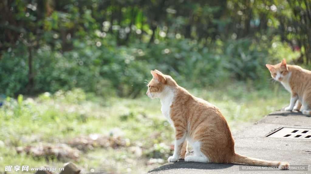 猫