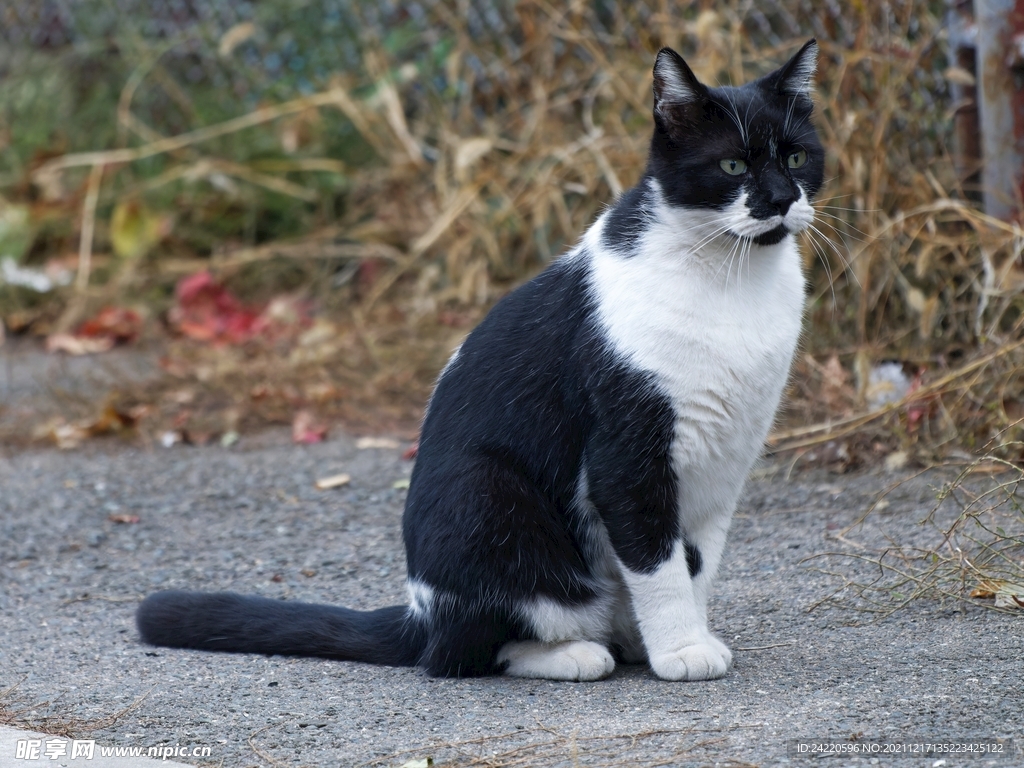 猫