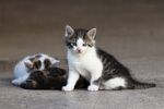 猫