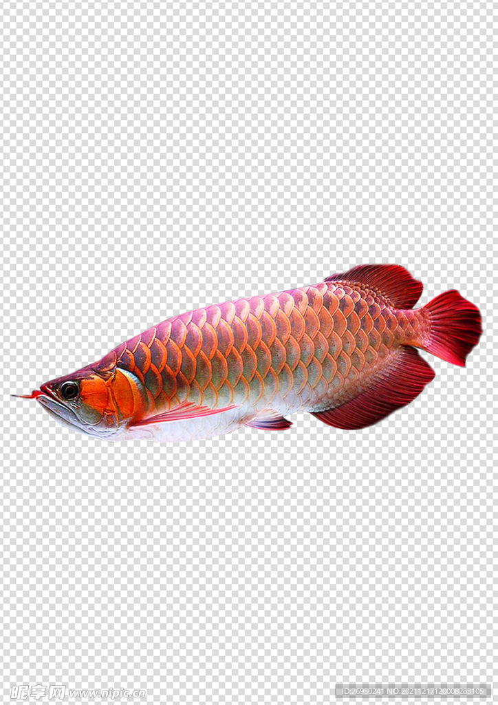 鱼