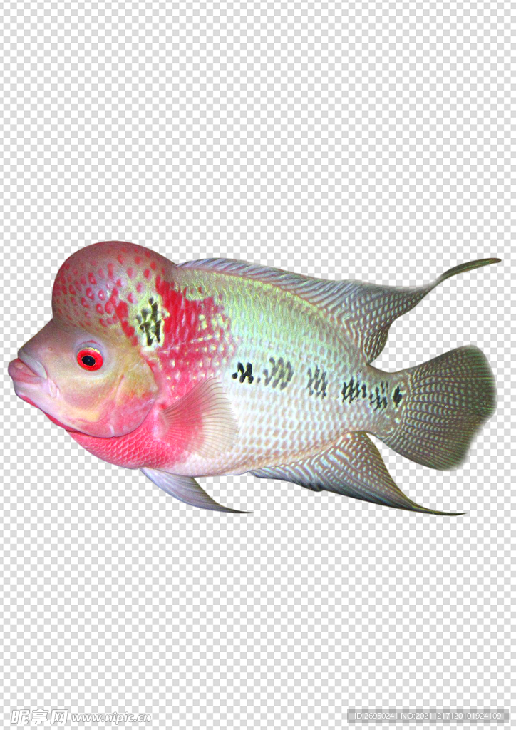 鱼