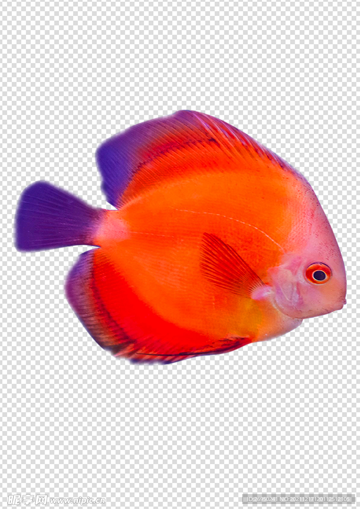 鱼