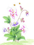 花鸟画 