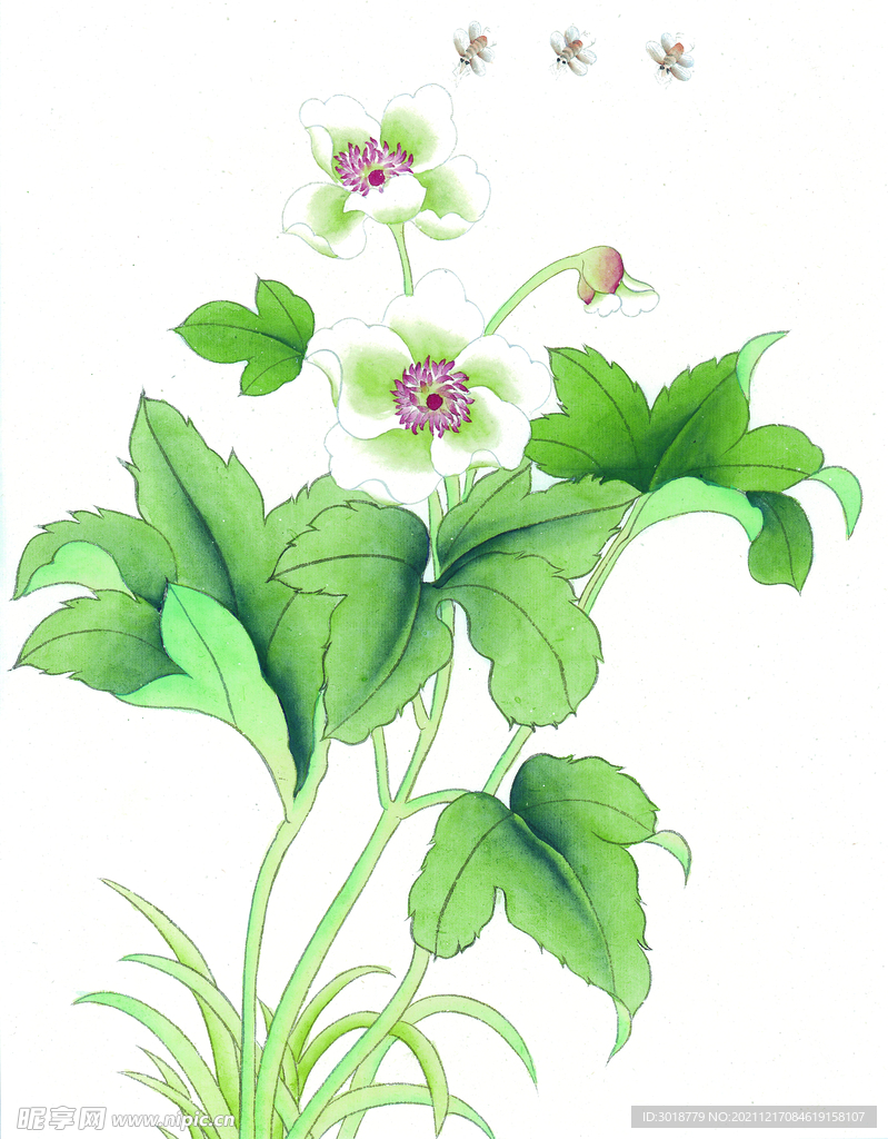 花鸟画 