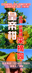 皇帝柑采摘园