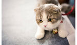 可爱猫咪