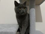 蓝猫