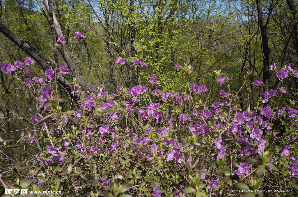 山野花