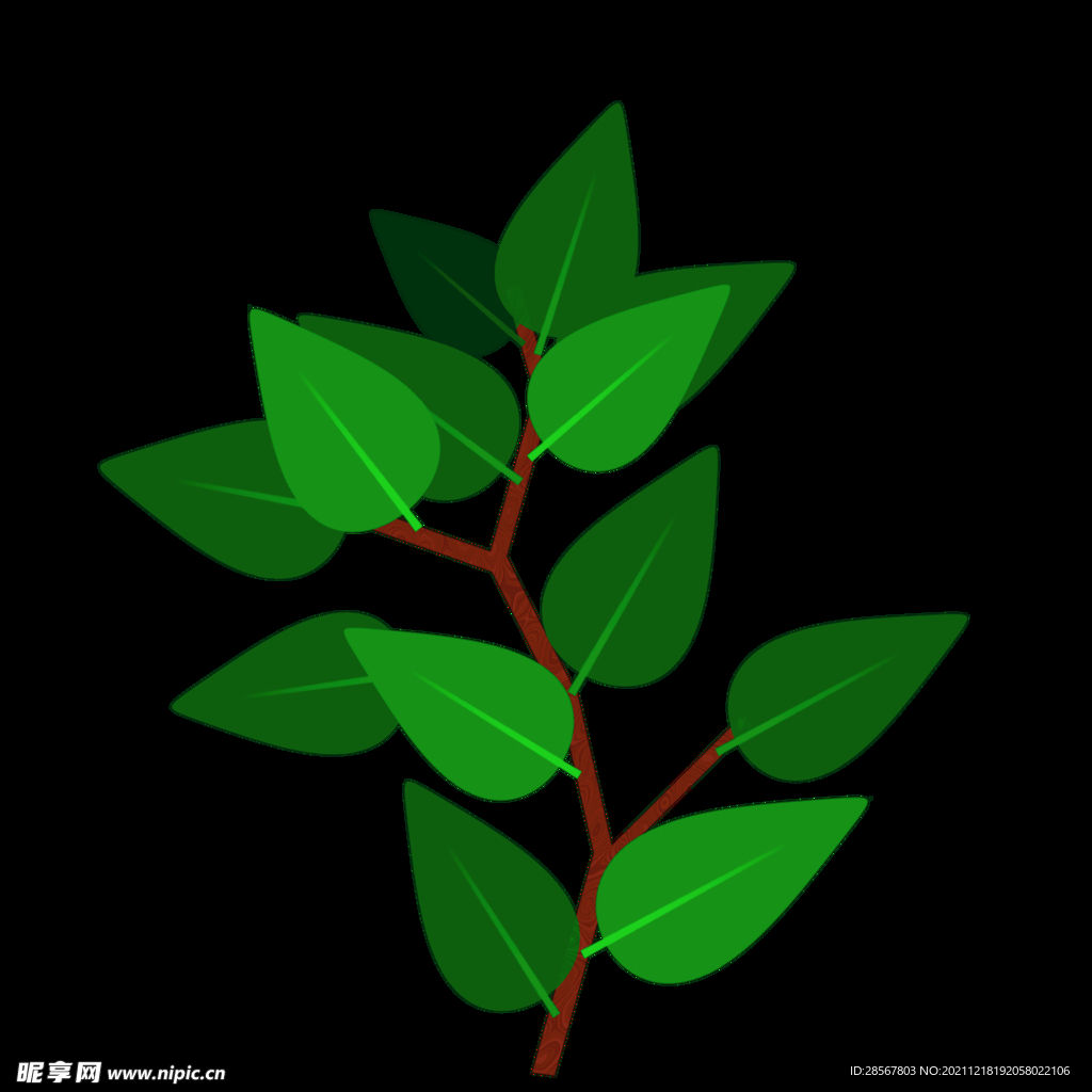 榕树枝