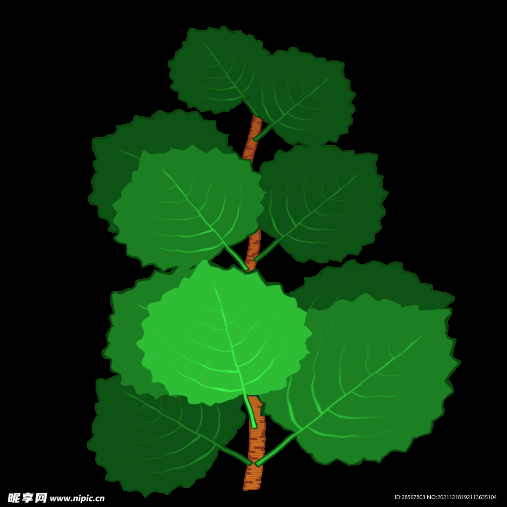 杨树枝