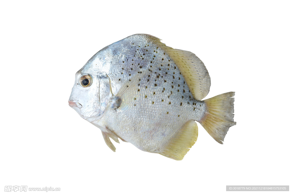 海鲜鱼 