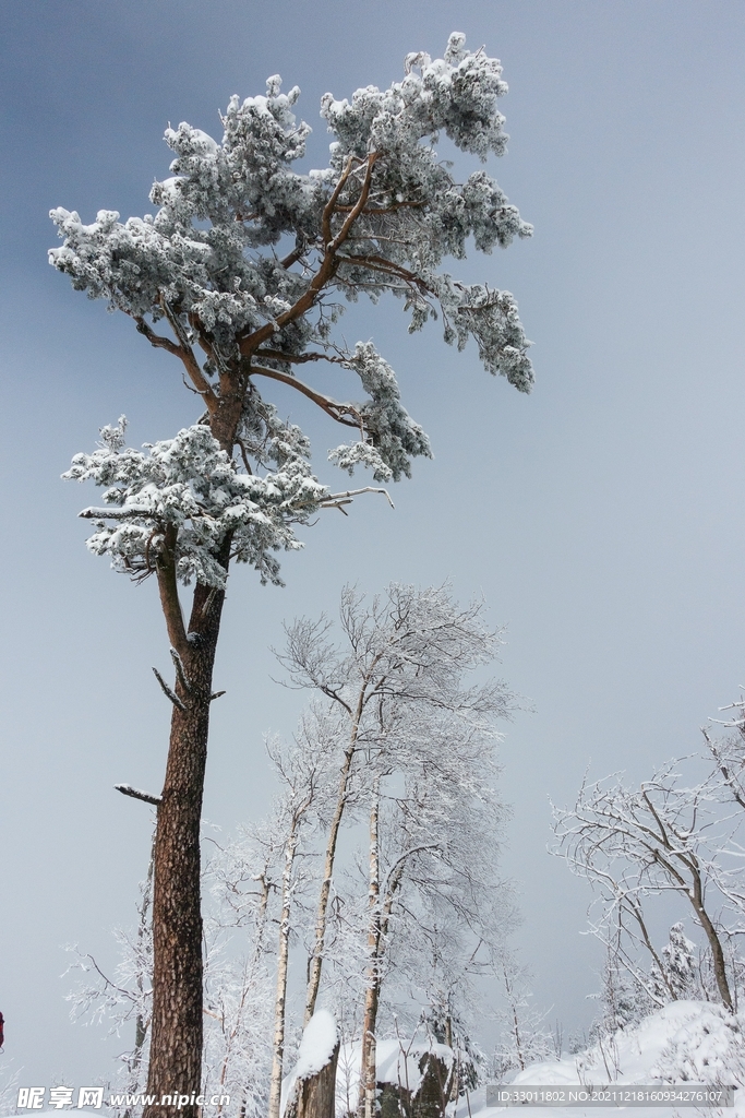 冬季雪景大树自然景观