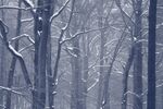 冬季森林树木雪景