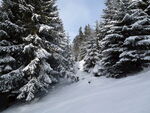 冬季雪景雪松自然景观