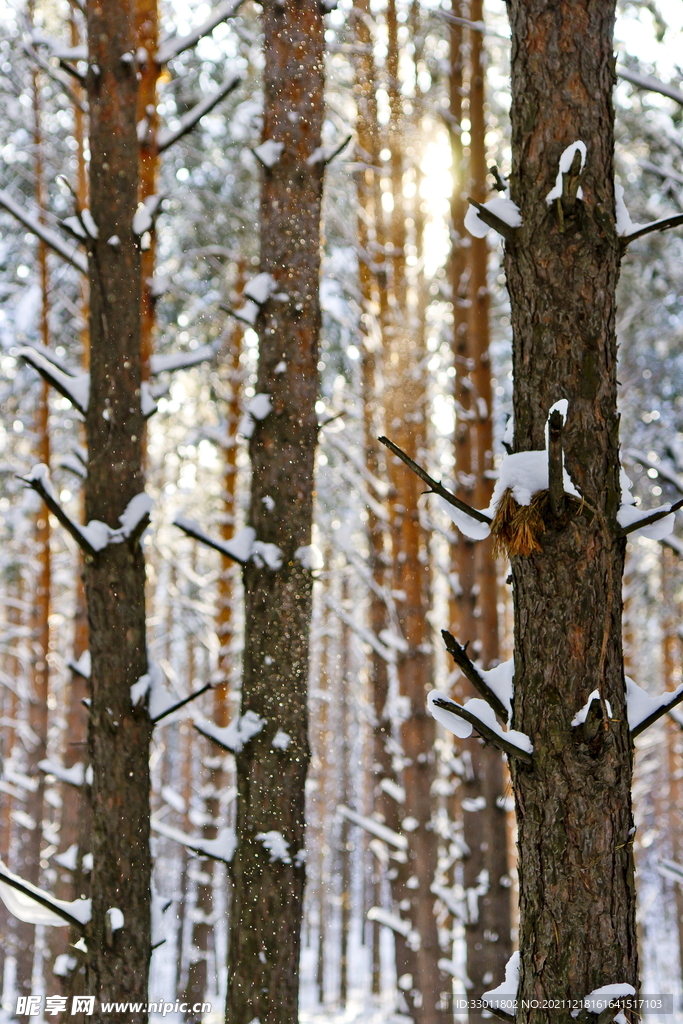 冬季雪景树木自然景观