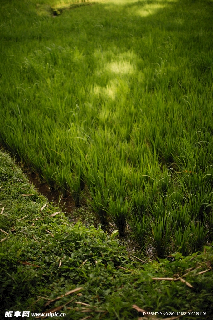 田野