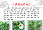 秋葵籽油特点