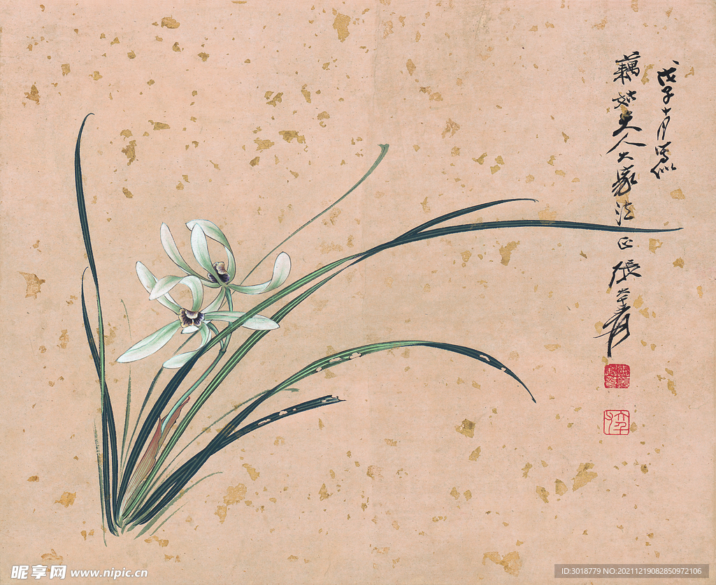 兰花