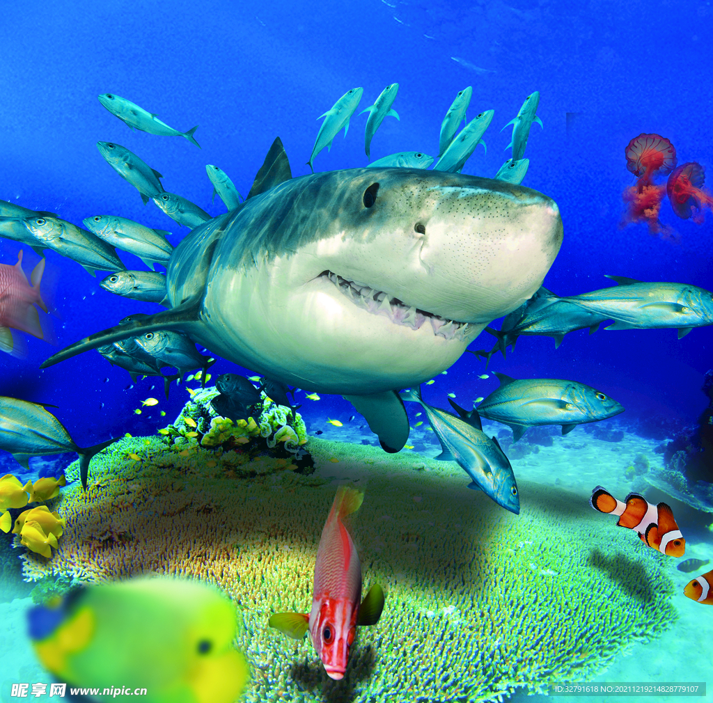 壁纸 鲨鱼跃出水面 2560x1600 HD 高清壁纸, 图片, 照片