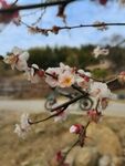 梅花香味