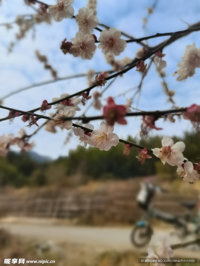 路边梅花
