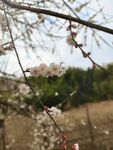 梅花盛开