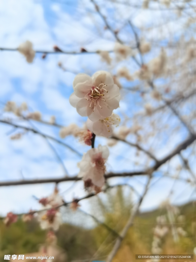 梅花