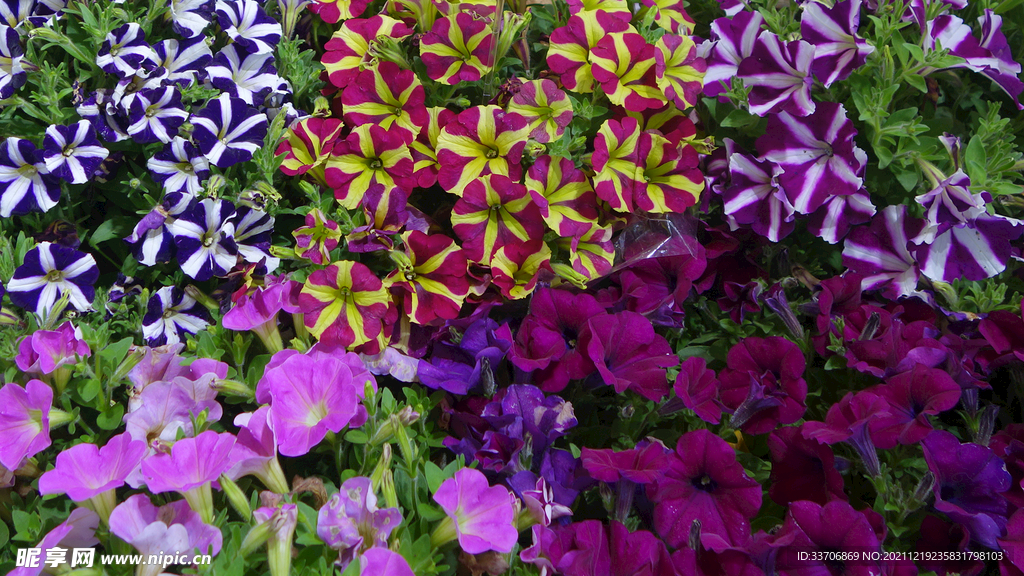 牵牛花