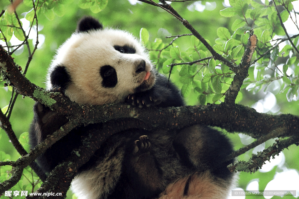 熊猫 国宝