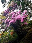 山花烂漫
