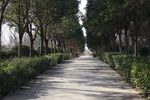 树林