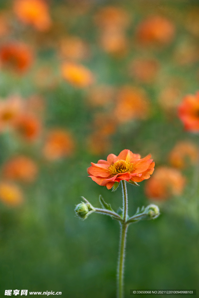 花