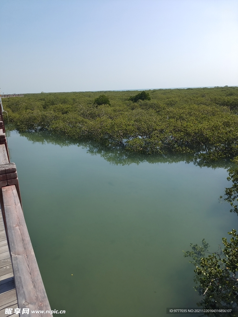 北海 红树林 候鸟 大海 海边