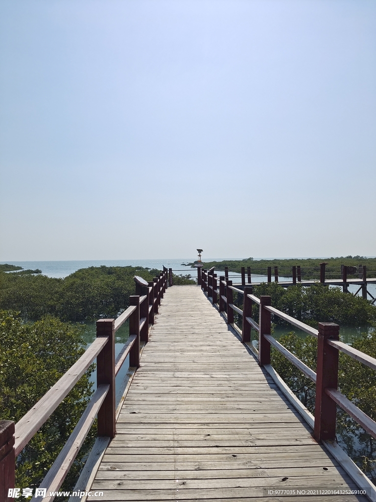 北海 红树林 候鸟