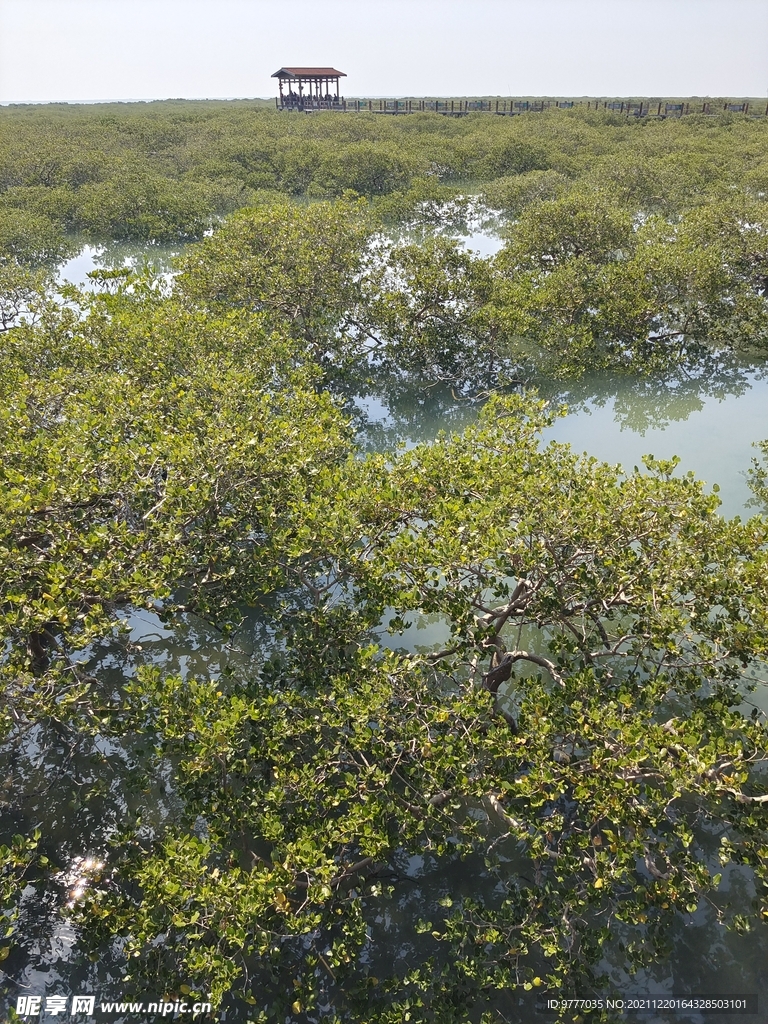 北海红树林