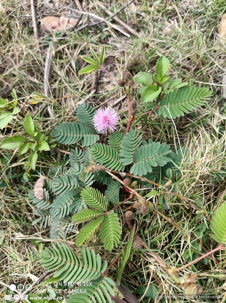 含羞草