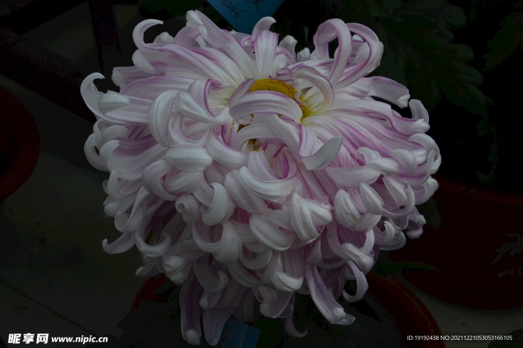 菊花