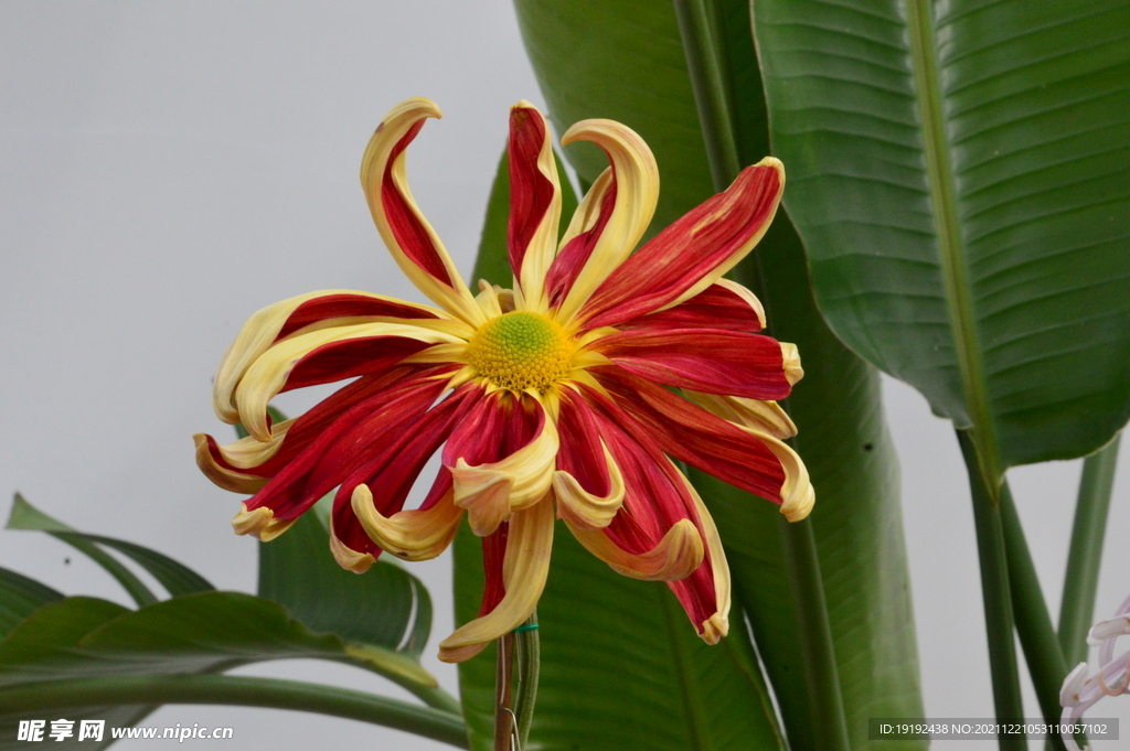 菊花 