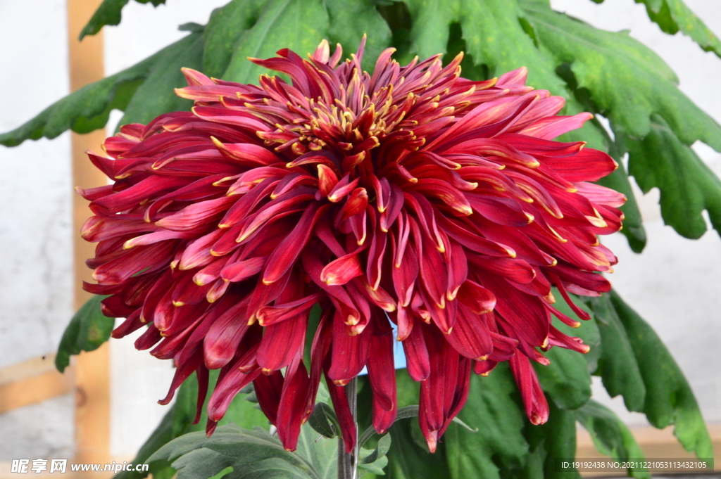 菊花 