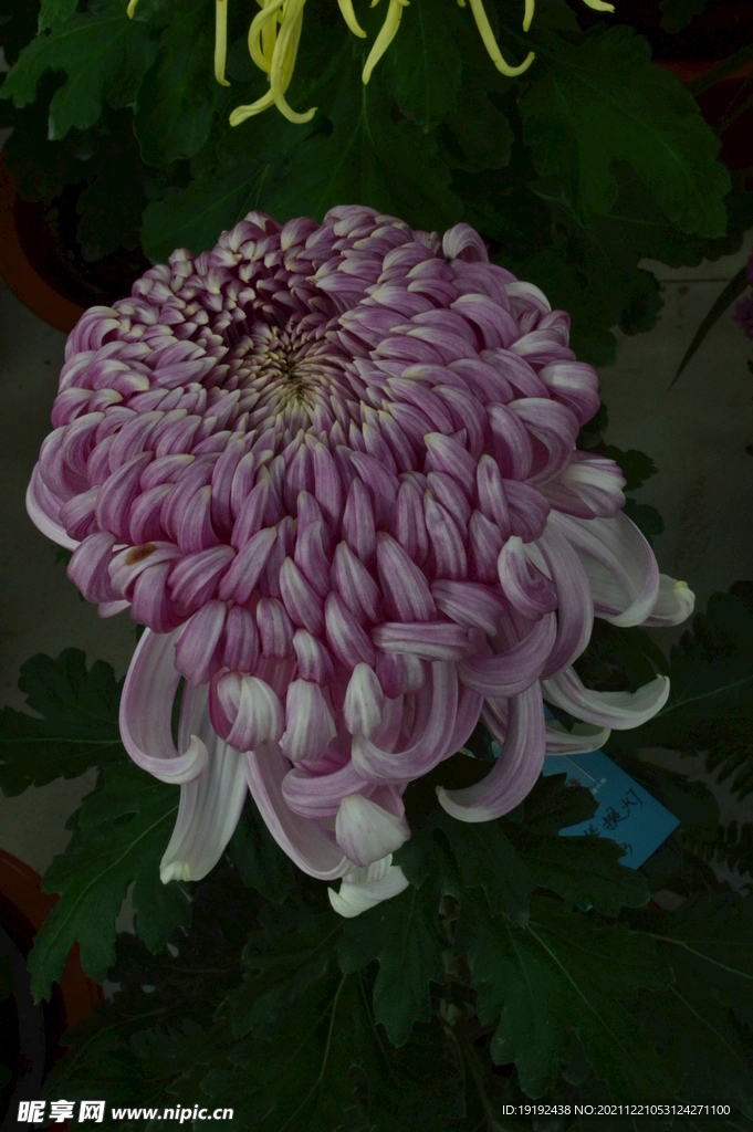 菊花 