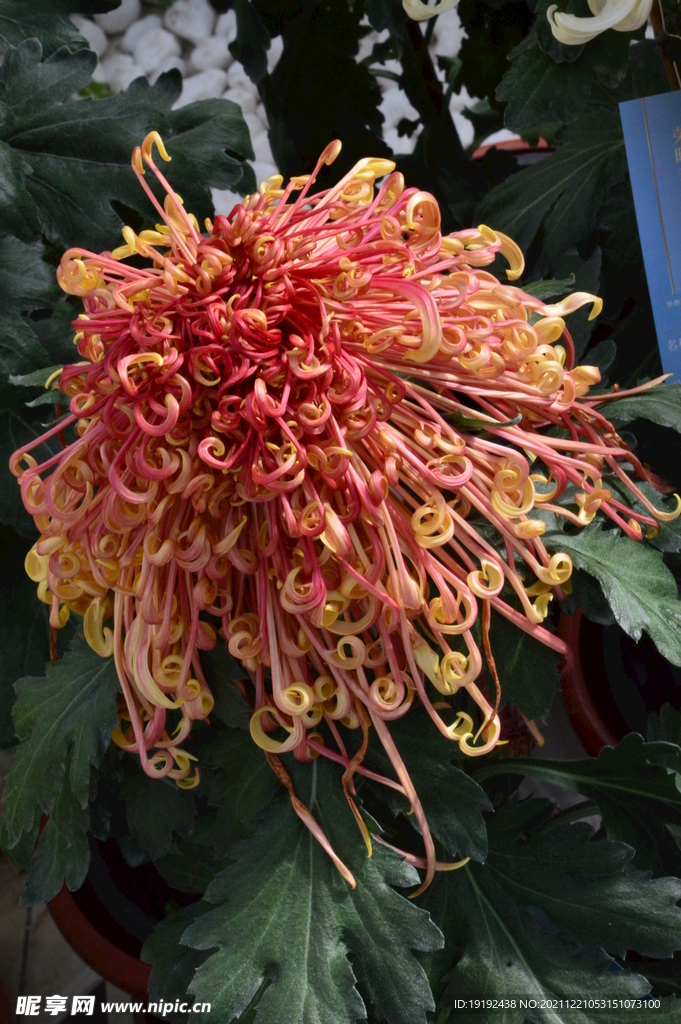 菊花 