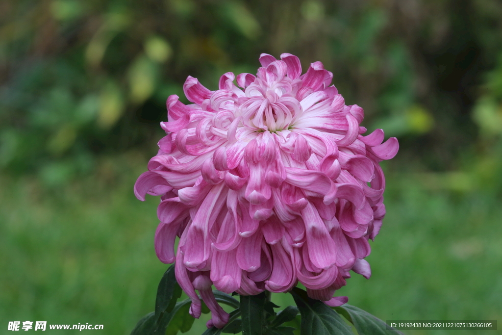 菊花 