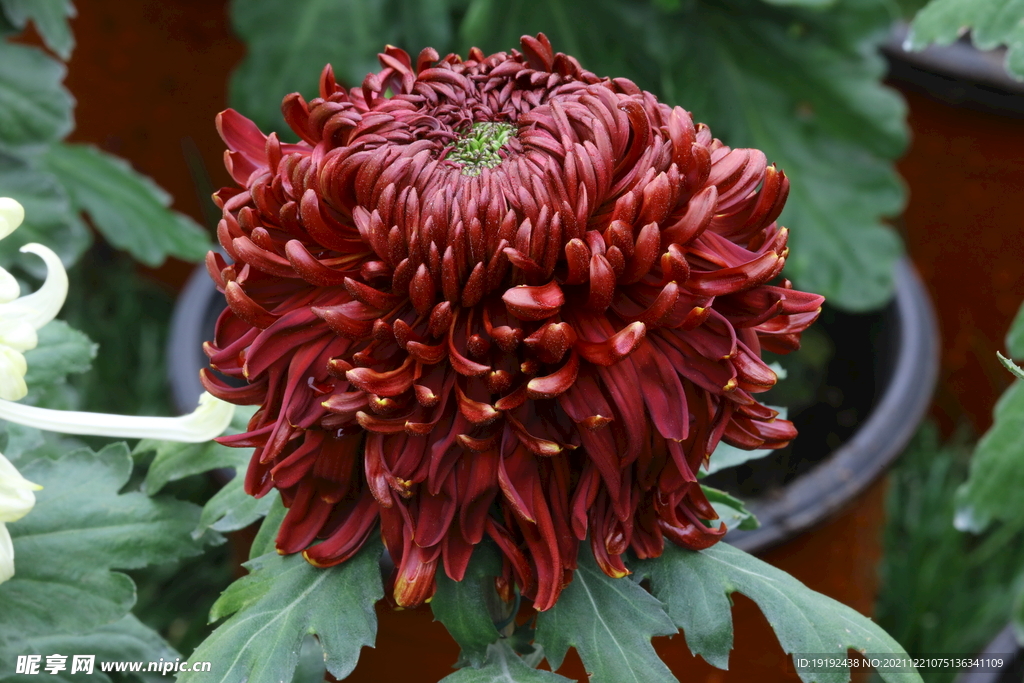 菊花 