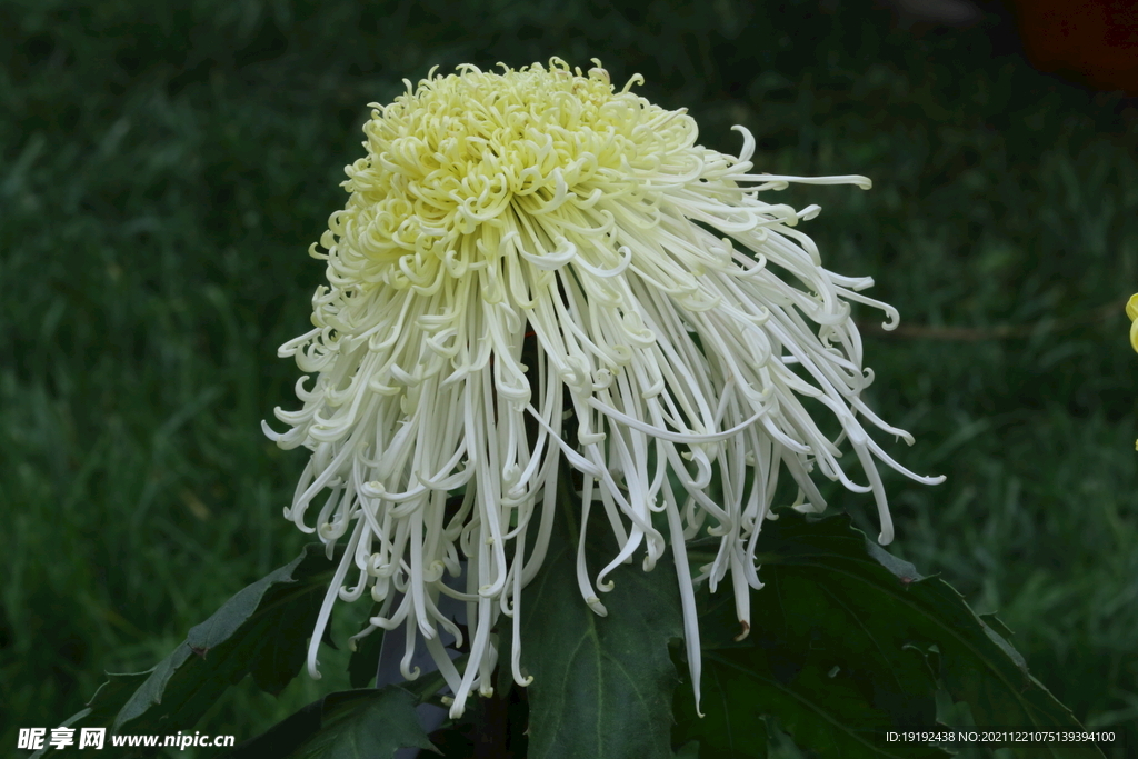 菊花 
