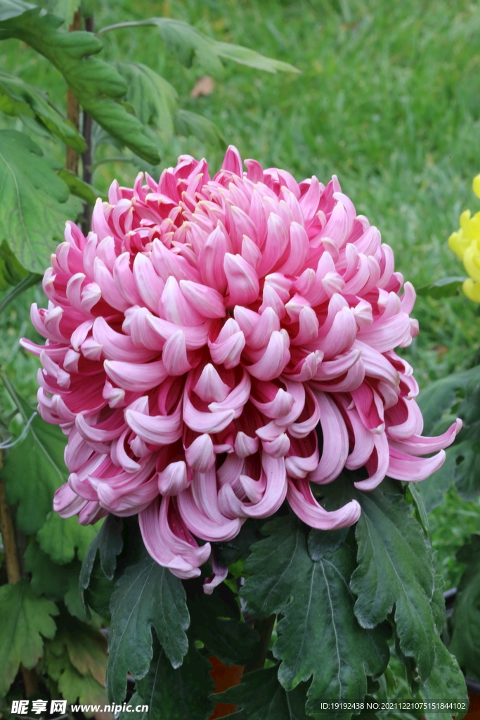 菊花 